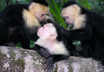 Costa Rican Animals