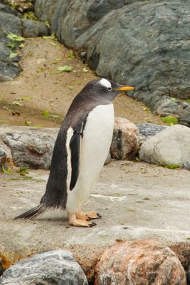 Penguin