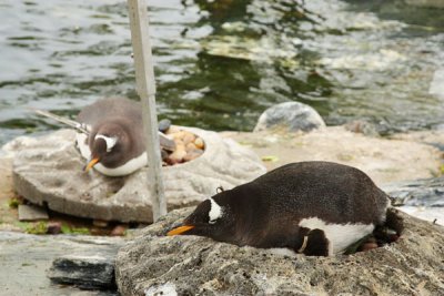 Penguins