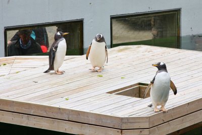 Penguins
