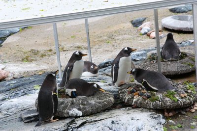 Penguins