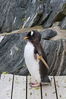 Penguin