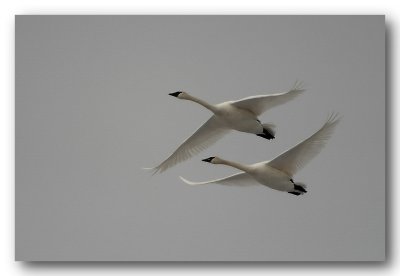Swan Flight