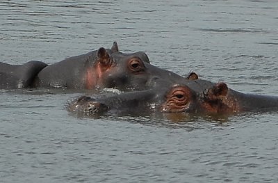 HIPPO'S