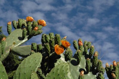 FRUIT OF THE CACTUS