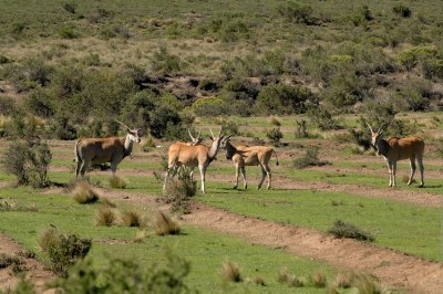 ELAND ON THE DRIFTERS ESTATE