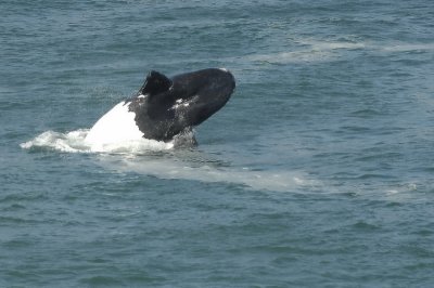 WHALE AT HERMANUS