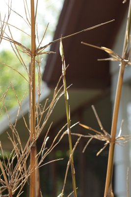 Bambusa etuldoides viridi-vittata