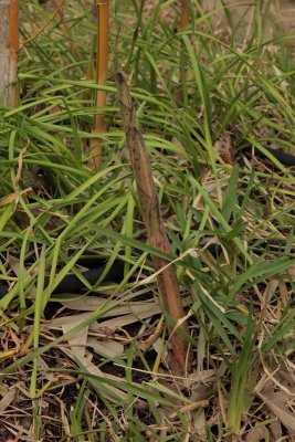Bambusa etuldoides viridi-vittata and Phyllostachys vivax 'aureocaulis'