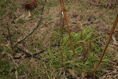 Bambusa etuldoides viridi-vittata and Phyllostachys vivax 'aureocaulis'