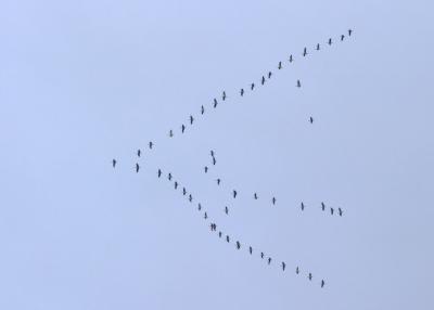 Cranes.jpg