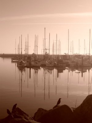 The Marina.jpg