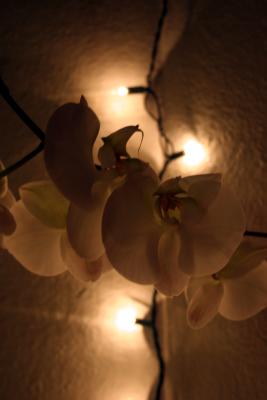 NIght Orchid