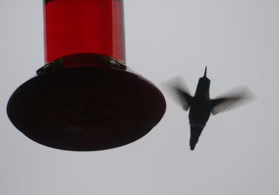 Hummingbird