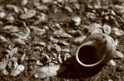 She Sells Sea Shells