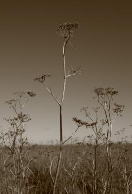 wetlands 005 copy.jpg