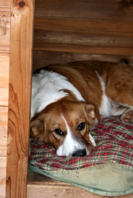 Stella in the Dog House