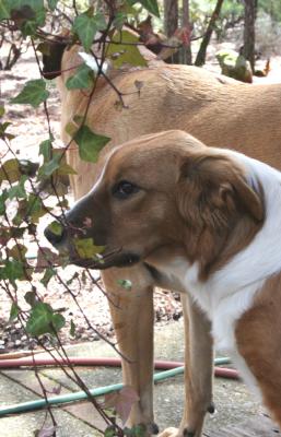 Stella (6 mos.) and Buster