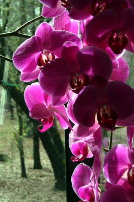 Orchid