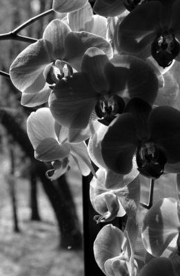 Orchid v2