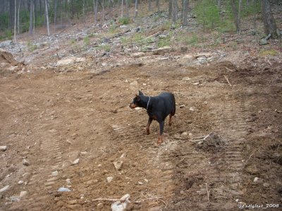 Brutus checking out his new yard