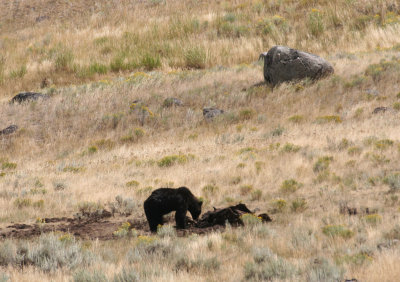 Griz on bison carcass at lamar Valley