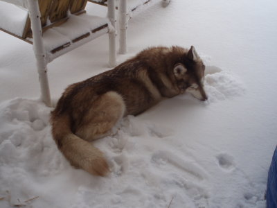 Misha 5/11/96-7/26/06 and Foxy