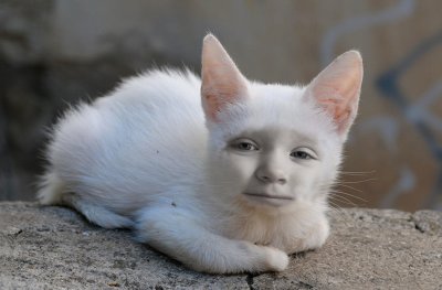 Emily is a cat.jpg