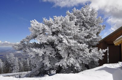 Sandia Crest Top