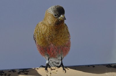Gray-crowned Rosy-Finch
