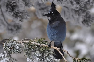 Steller's Jay