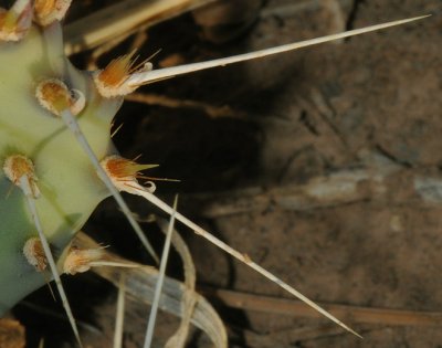 Close up of spines