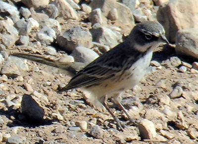 g3/68/537868/3/55093451.SageSparrow119.jpg