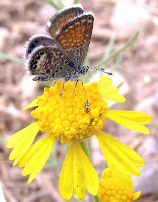 Western Pygmy Blue