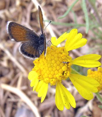 Western Pygmy Blue