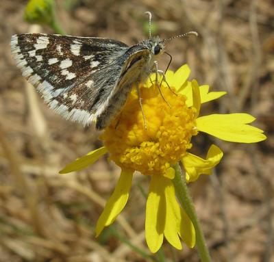 Small Checkered Skipper