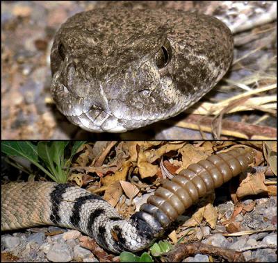 Rattler- Head and tail