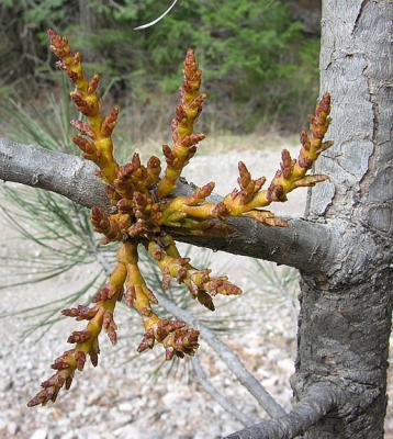 Dwarf Mistletoe