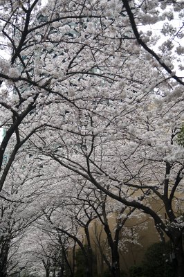 g3/68/538368/3/125189774.TBs72TRN.jpg