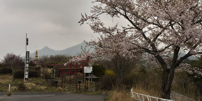Hanami - blossom season