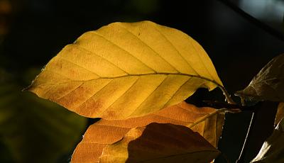 Leaf 2 (DSCN5855.jpg)