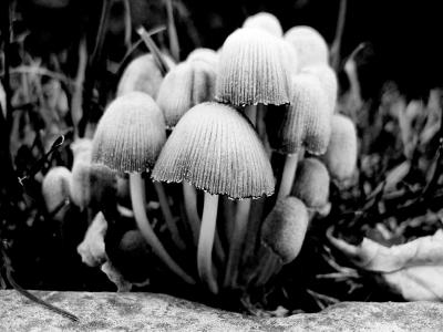 Mushroom study (DSCN1004.jpg)