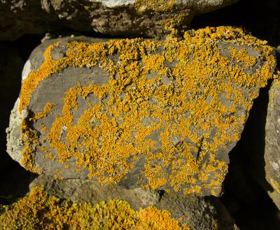 Lichen on a rock in a wall (DSCN1272.jpg)