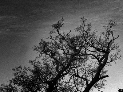 Can trees be twins? (DSCN5944.jpg)