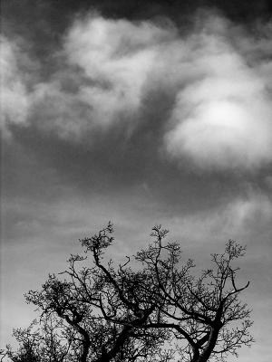Can trees be twins? III (DSCN6020.jpg)