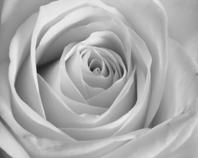 Rose (DSCN6059.jpg)