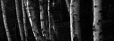 Birches I (DSCN6001.jpg)