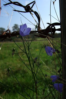 Bluebells and barbed wire (DSCF0217d.jpg)