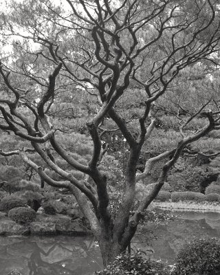 Heian Shrine tree (_DSC2380.jpg)