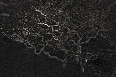 Zen tree (_DSC2470.jpg)